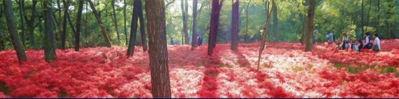 ���A��V�т̑����T�C�g,�|�P�J�����T�C�g